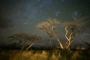 queimando árvores fotografado às noite com uma estrelado céu, la pampa província, patagônia , Argentina. foto