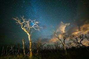 queimando árvores fotografado às noite com uma estrelado céu, la pampa província, patagônia , Argentina. foto