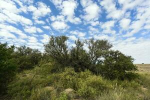 caldeirão floresta paisagem, la pampa província, Patagônia, Argentina. foto