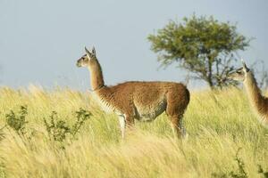 guanacos dentro pastagem ambiente, parque luro natureza reserva, la pampa província, Argentina. foto