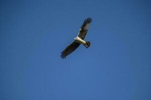 grandes alado harrier dentro voo, la pampa província, patagônia , Argentina foto