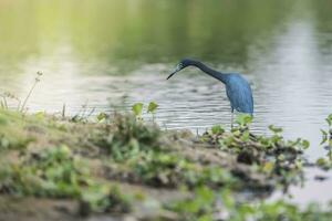 pequeno azul garça, garça caerulea, pantanal, Brasil foto