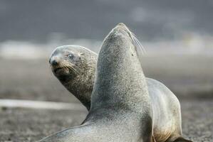 antártico pele foca, arctophoca gazela, a praia, antártico Península. foto