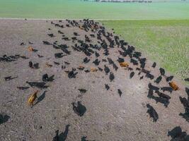 tropa do vacas dentro a pampas campo, argentina foto