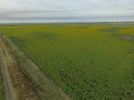 girassol cultivo, aéreo visualizar, dentro pampas região, Argentina foto