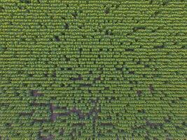 girassol cultivo, aéreo visualizar, dentro pampas região, Argentina foto