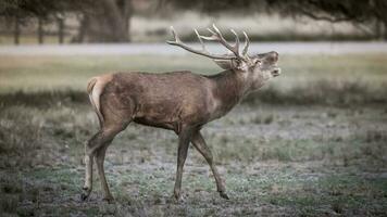 masculino vermelho cervo, dentro rotina temporada, la pampa, Argentina foto