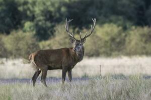 masculino vermelho cervo, dentro rotina temporada, la pampa, Argentina foto