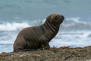 sul americano mar leão (otaria flavescens) fêmea, Península valdes ,chubut,patagonia, Argentina foto