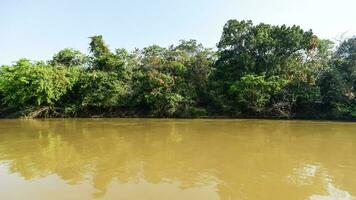 selva panorama em a cuiabá margem do rio, pantanal, brasil foto