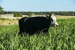 gado levantando com natural pastagens dentro pampas interior, la pampa província, patagônia, Argentina. foto