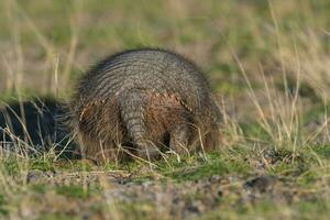 peludo tatu, dentro pastagem ambiente, Península valdes, Patagônia, Argentina foto