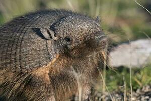 peludo tatu, dentro pastagem ambiente, Península valdes, Patagônia, Argentina foto