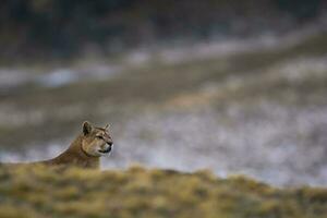 Puma caminhando dentro montanha ambiente, torres del paine nacional parque, Patagônia, Chile. foto