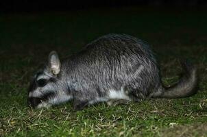 vizcacha , lagostomus máximo, el palmar nacional parque , entre rios província, Argentina foto