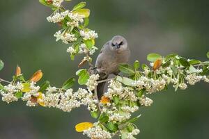 baía alado cowbird empoleirado empoleirado em flores dentro primavera, la pampa província, Argentina. foto