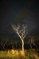 queimando árvores fotografado às noite com uma estrelado céu, la pampa província, patagônia , Argentina. foto