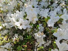 surpreendente Primavera cores dentro flores, Visita para a botânico jardim foto