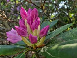 surpreendente Primavera cores dentro flores, Visita para a botânico jardim foto