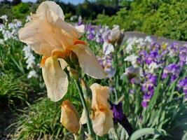 surpreendente Primavera cores dentro flores, Visita para a botânico jardim foto