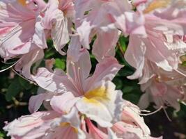 surpreendente Primavera cores dentro flores, Visita para a botânico jardim foto