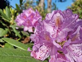 surpreendente Primavera cores dentro flores, Visita para a botânico jardim foto