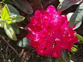 surpreendente Primavera cores dentro flores, Visita para a botânico jardim foto