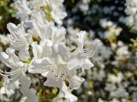 surpreendente Primavera cores dentro flores, Visita para a botânico jardim foto