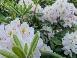 surpreendente Primavera cores dentro flores, Visita para a botânico jardim foto