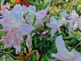 surpreendente Primavera cores dentro flores, Visita para a botânico jardim foto