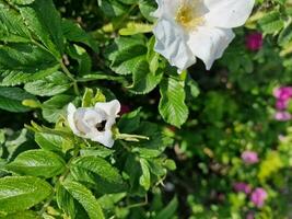 surpreendente Primavera cores dentro flores, Visita para a botânico jardim foto