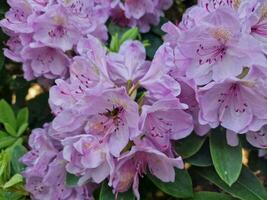 surpreendente Primavera cores dentro flores, Visita para a botânico jardim foto