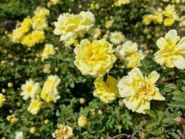 surpreendente Primavera cores dentro flores, Visita para a botânico jardim foto