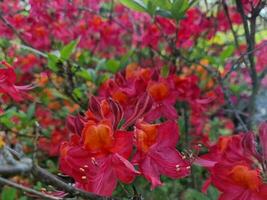 surpreendente Primavera cores dentro flores, Visita para a botânico jardim foto