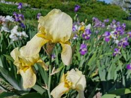 surpreendente Primavera cores dentro flores, Visita para a botânico jardim foto