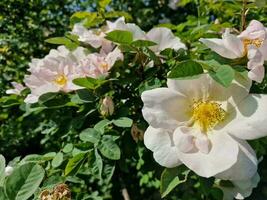 surpreendente Primavera cores dentro flores, Visita para a botânico jardim foto