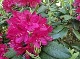 surpreendente Primavera cores dentro flores, Visita para a botânico jardim foto