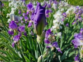 surpreendente Primavera cores dentro flores, Visita para a botânico jardim foto