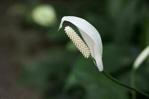 lisíquito ou branco Skunk repolho dentro flor fechar acima foto