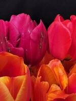 vermelho tulipas. ramalhete do vermelho tulipas em uma Sombrio fundo. cumprimento cartão foto