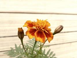 close-up de uma flor com fundo de efeito de madeira foto