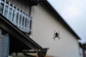 uma aranha em uma teia em Nikko foto