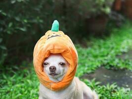 Castanho curto cabelo chihuahua cachorro vestindo dia das Bruxas abóbora chapéu sentado em cimento telha em verde Relva dentro a jardim, olhando às Câmera. foto