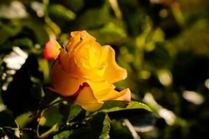 amarelo rosa, amarelo rosa dentro a floresta, amarelo rosa dentro a jardim, amarelo flor foto