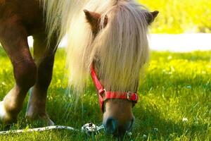 pequeno palomino pónei cavalo com branco juba roça em a gramado e come verde Relva às pôr do sol foto