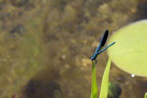 azul libélula sentado em morto árvore ramo seletivo foco macro inseto fotografia foto