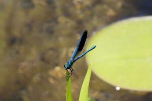 azul libélula sentado em morto árvore ramo seletivo foco macro inseto fotografia foto