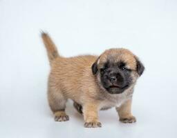 fofa recém-nascido do cachorro cachorro isolado em branco fundo, cheio corpo em pé do pequeno Castanho cachorro foto