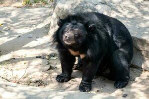 uma grande Preto búfalo Urso sentado em uma Rocha dentro a jardim zoológico foto