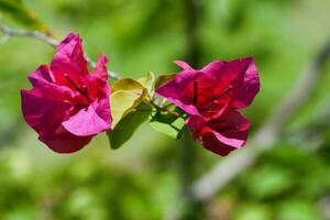 fúcsia semelhante a uma flor Primavera folhas do uma buganvílias foto